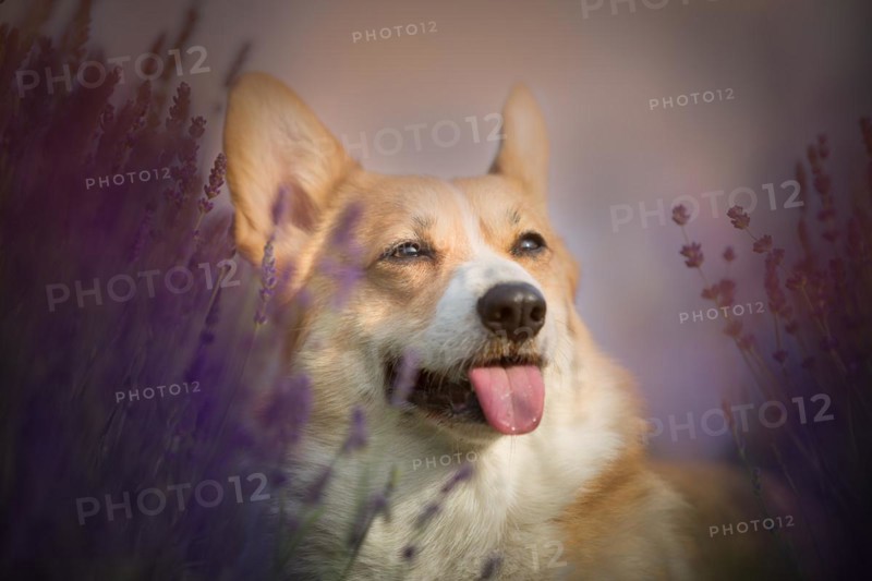 Welsh Corgi Pembroke dog beautifully posing on a lavender field between paths. Lavender field in Poland