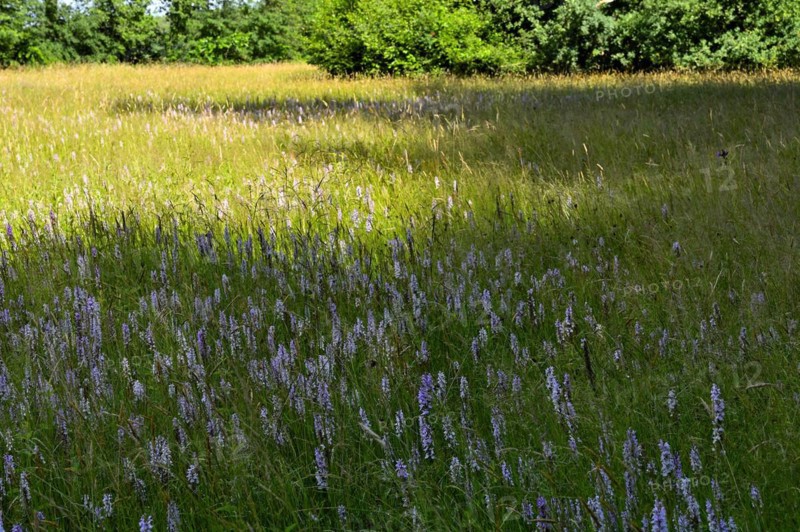 Spotted moorland spotted orchid