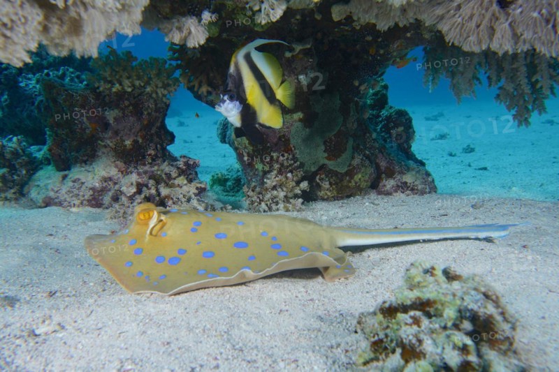 Bluespotted ribbontail ray