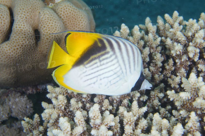 Threadfin butterflyfish