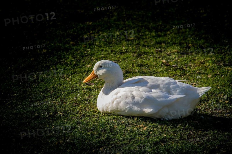 Domestic duck walking in their field