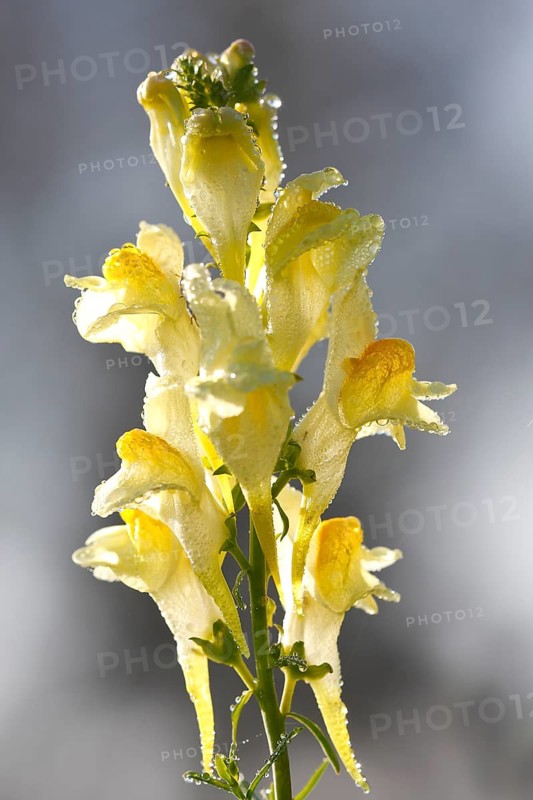 True toadflax