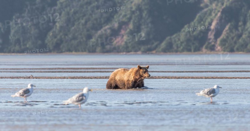 Brown bear
