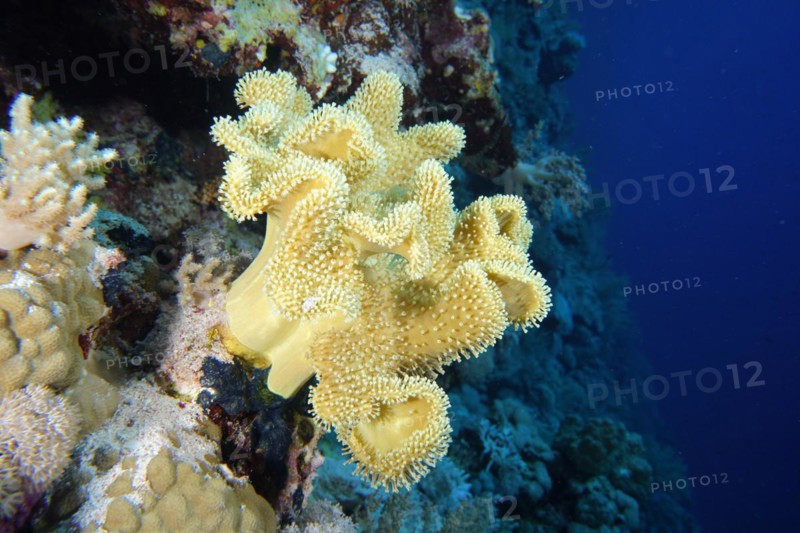 Rough leather coral