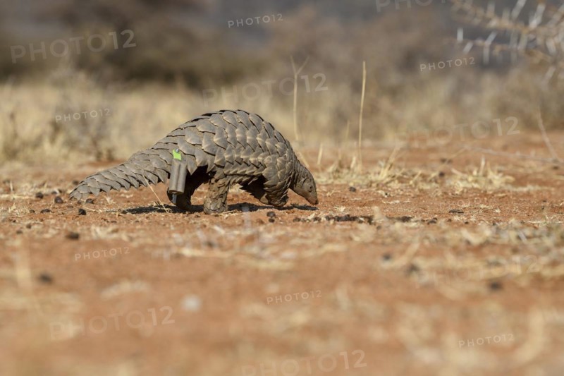 Ground pangolin