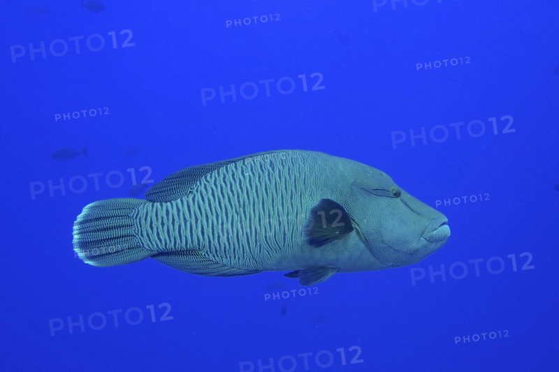 Humphead wrasse