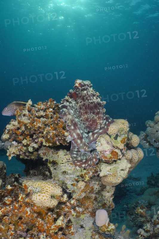 Big blue octopus