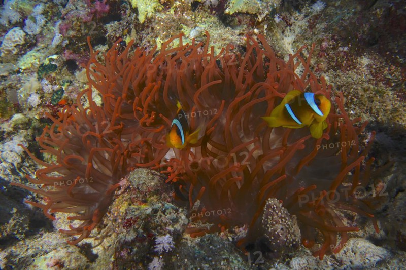 Fluorescent bubble-tip anemone