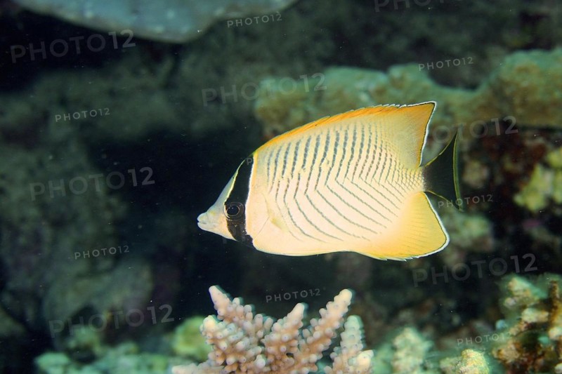 Chevron butterflyfish