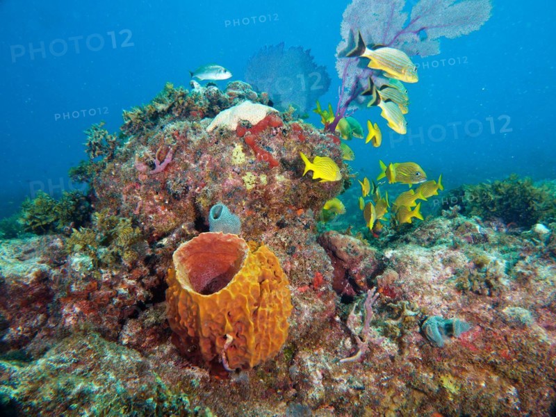 Giant barrel sponge