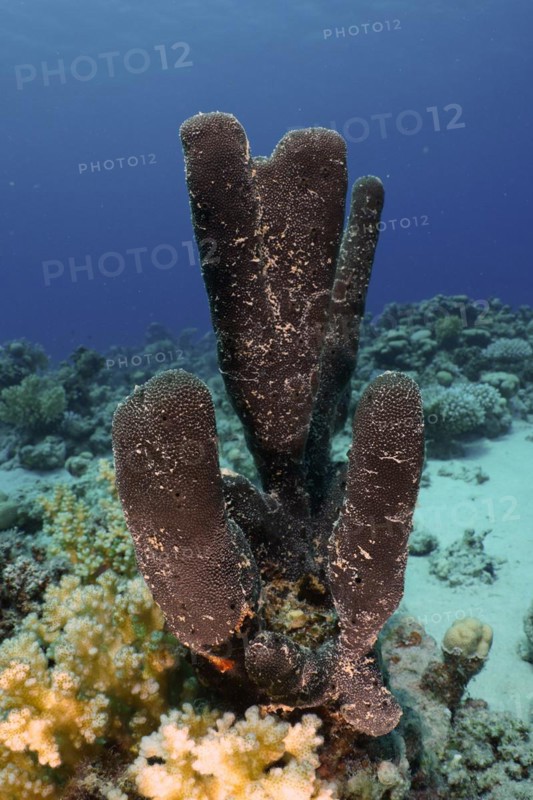 Erect finger sponge