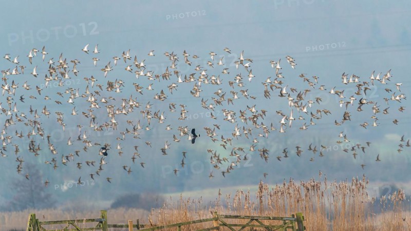 Grey Plover