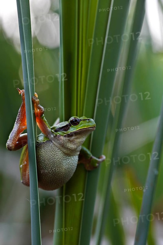 European tree frog