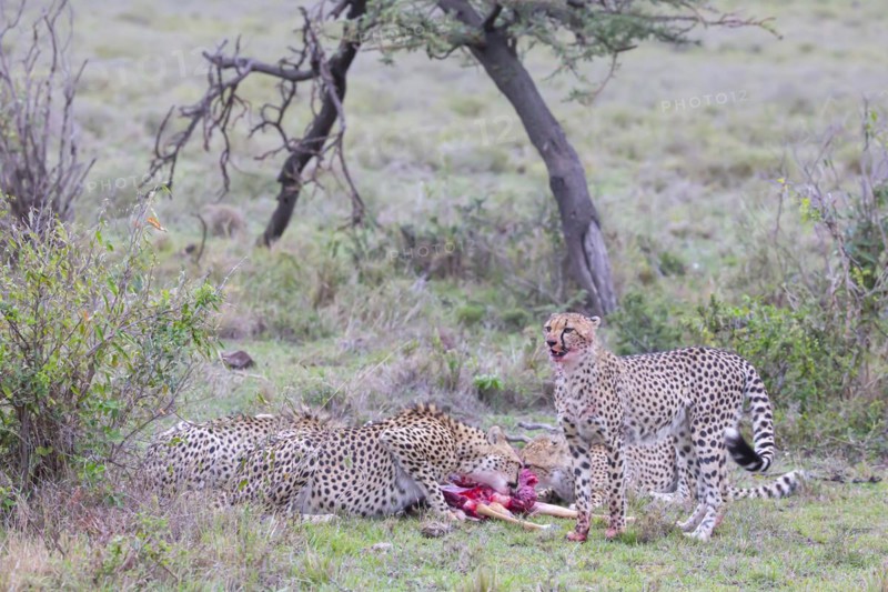 Cheetah
