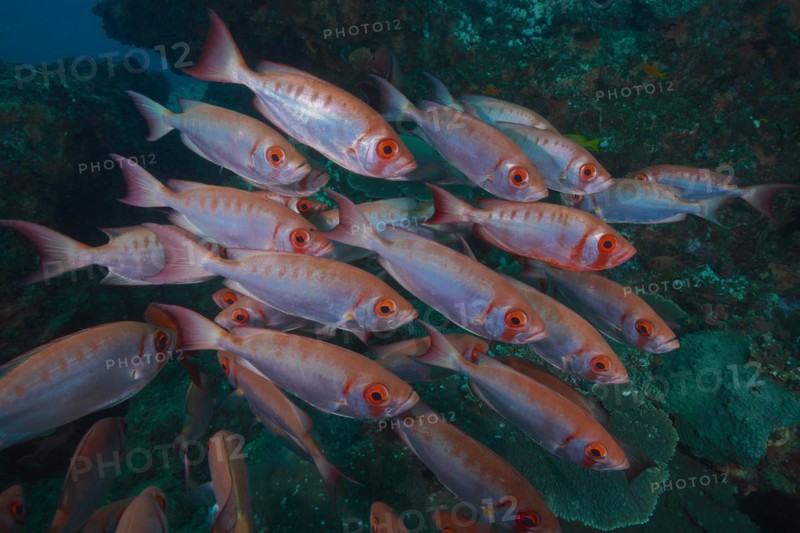 Shoal