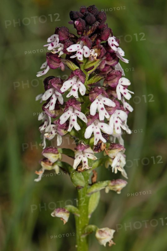 Fire orchid inflorescence with a few open purple-white flowers
