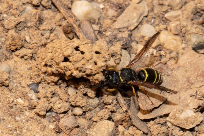 Common chimney wasp with open wings sitting on brood tube seen on the left