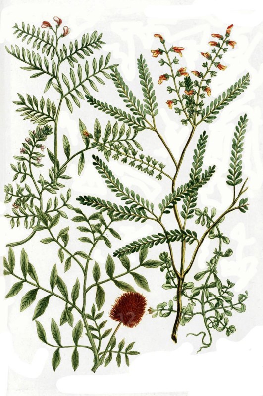 Botany