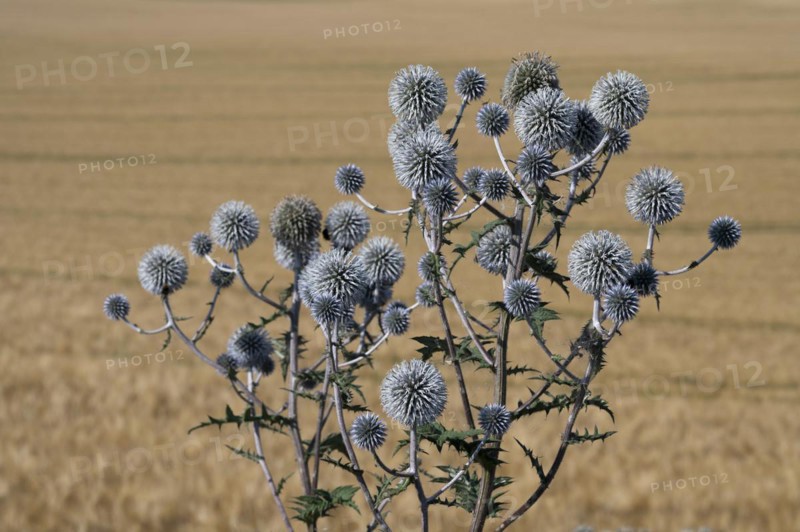 Great globe thistle