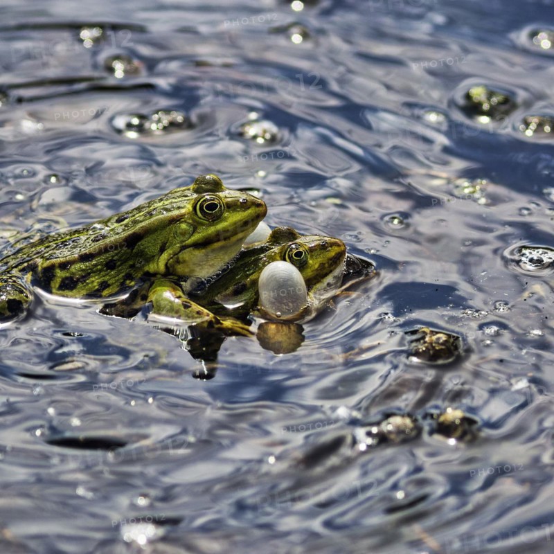 Pond frog