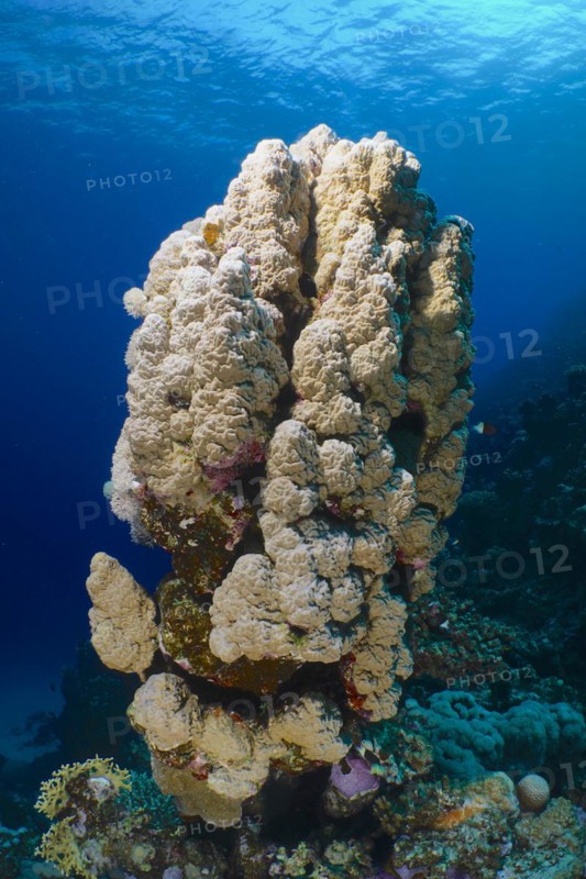 Mountain coral