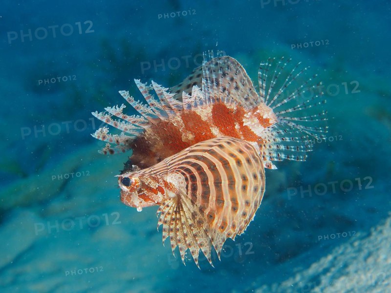 Red Sea Dwarf Lionfish
