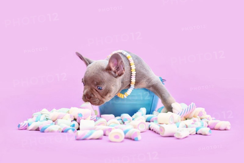 French Bulldog dog puppy on bucket sniffing marshmallow sweets on pink background
