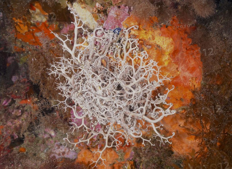 Mediterranean basket star