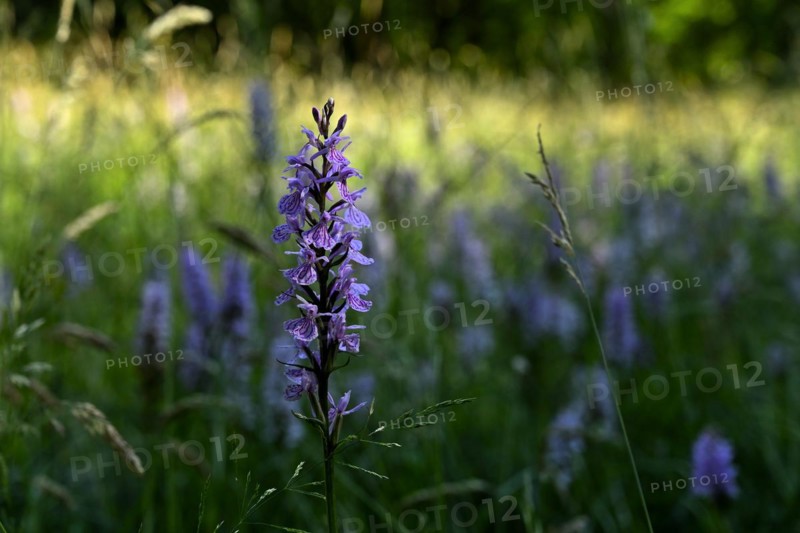 Spotted moorland spotted orchid
