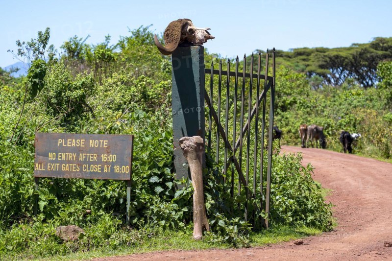Cape buffalo