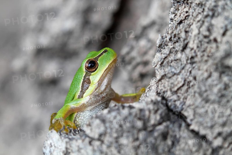 European tree frog