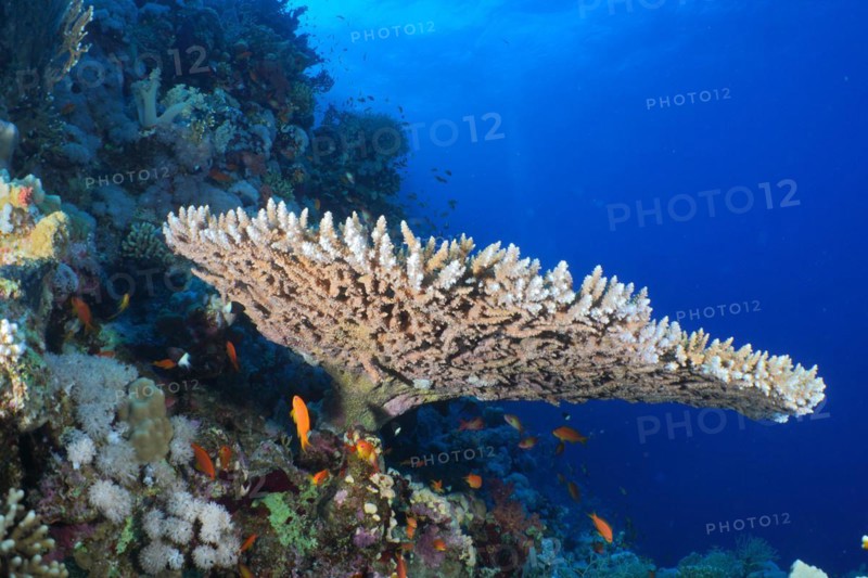 Pharaoh antler coral