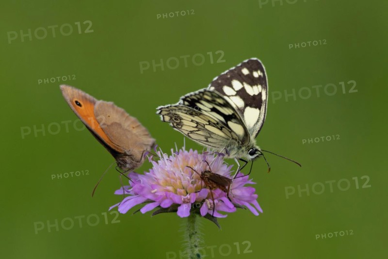 Checkered butterfly with half-open wings sitting on violet flower sucking right looking next to ox-eye