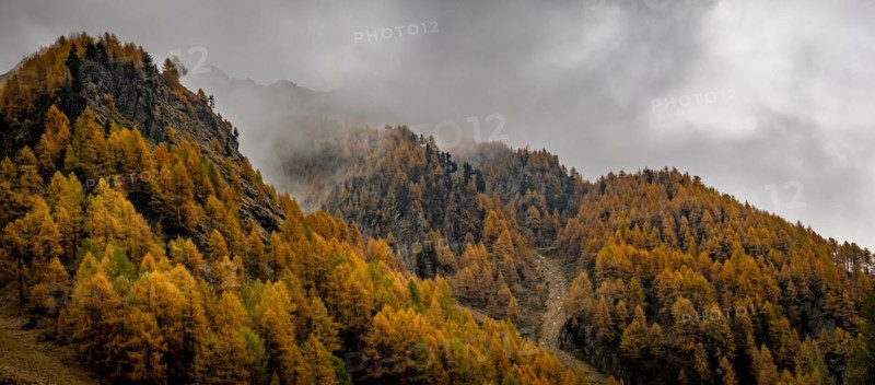 Autumn larch