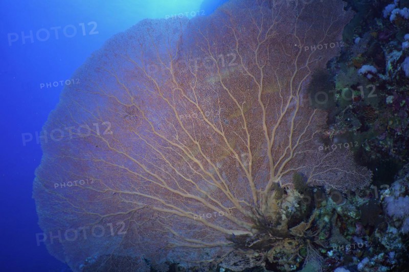 Giant sea fan