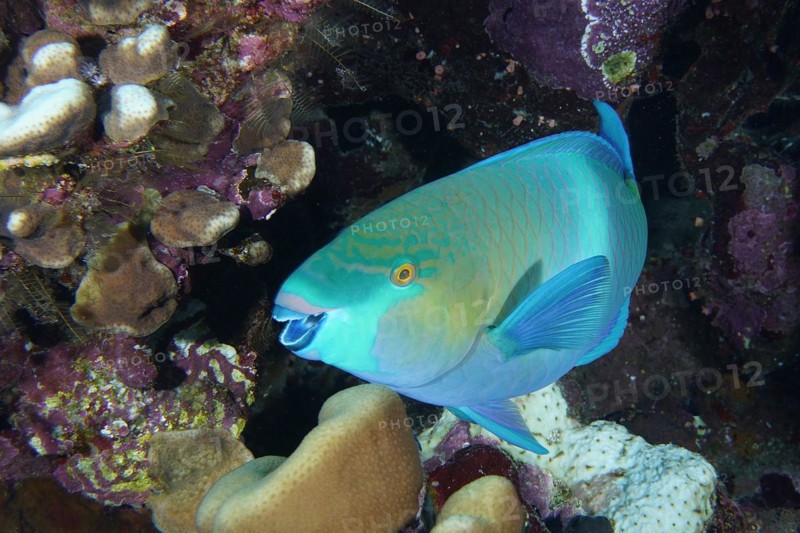 Portrait of rusty parrotfish