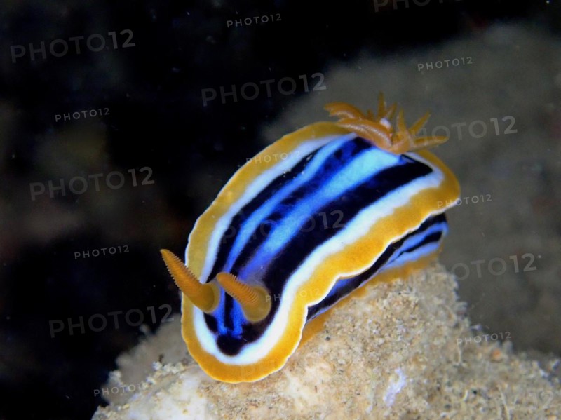 Pyjama star snail