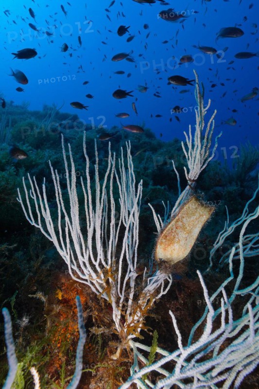 White gorgonian