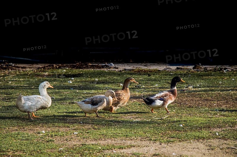 Domestic ducks walking in their field