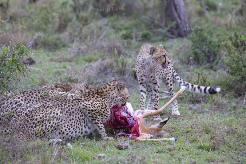 Cheetah