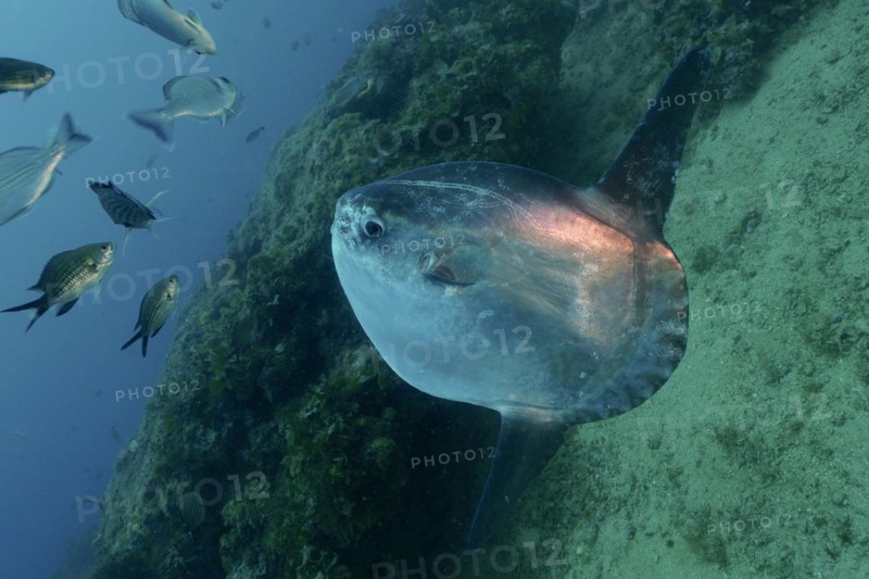 Ocean sunfish