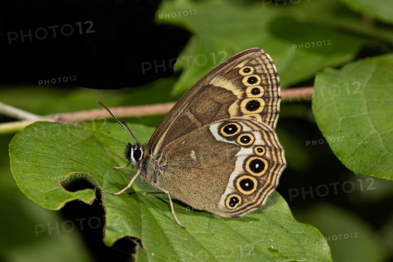 Yellow Ring butterfly butterfly with closed wings sitting on green leaf looking left