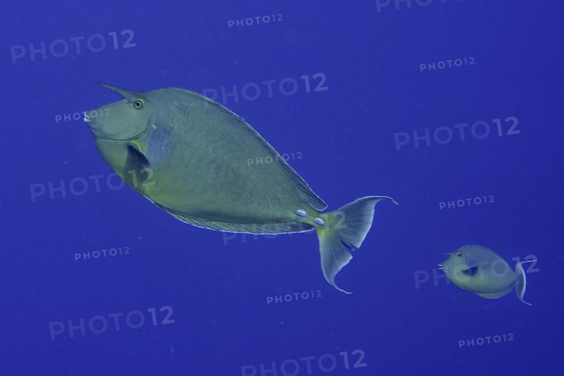 Bluespine unicornfish