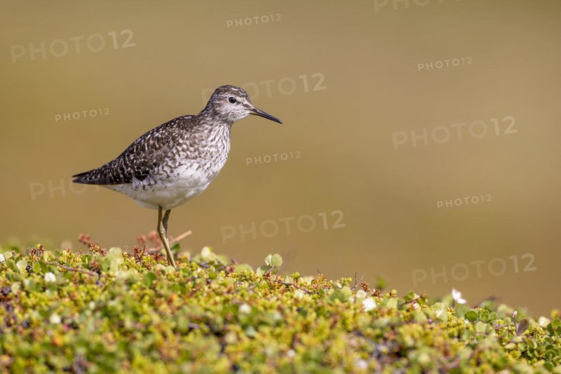 Wood Sandpiper