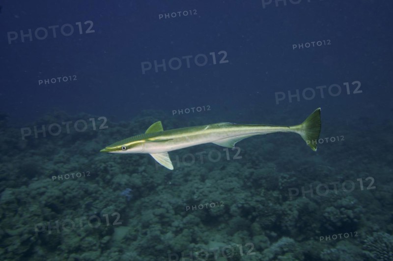 Free floating common remora