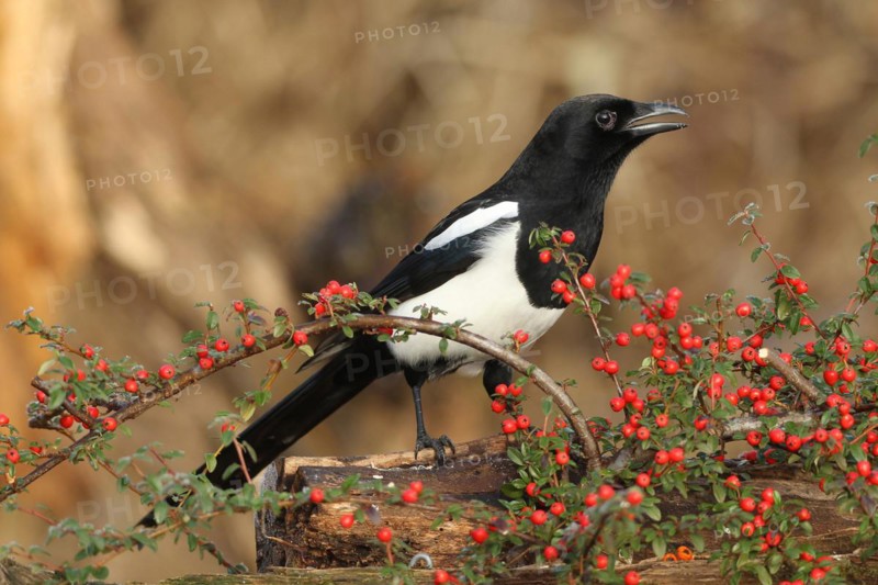 European magpie