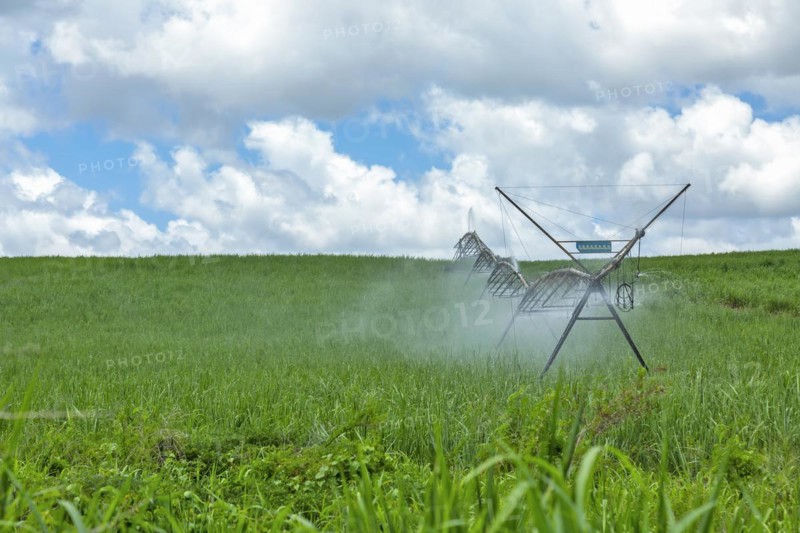 Irrigation of sugarcane plants against cloudy blue