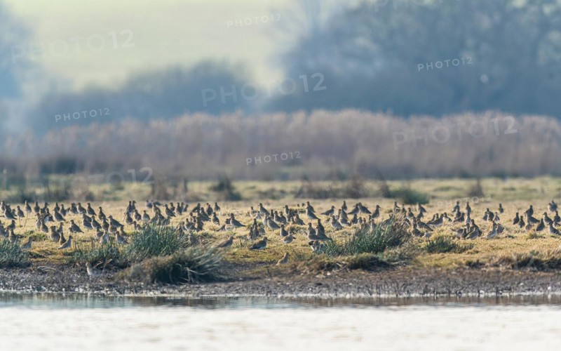 Grey Plover