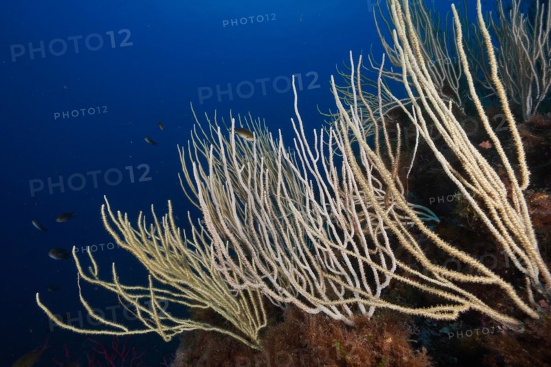 Several specimens of White Gorgonian