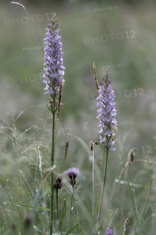 Spotted moorland spotted orchid
